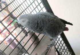 Lost African Grey