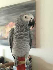 Lost African Grey