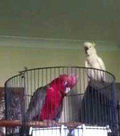 Lost Cockatoo