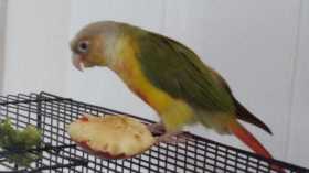 Lost Conure