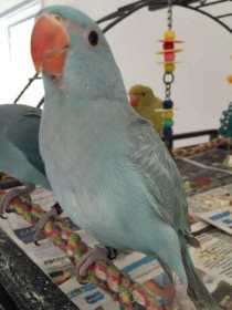 Lost Indian Ringneck Parakeet