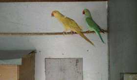 Lost Indian Ringneck Parakeet