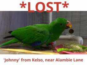 Lost Eclectus