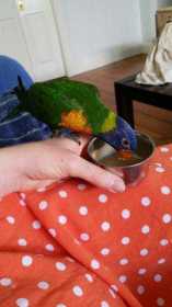 Lost Lory / Lorikeet