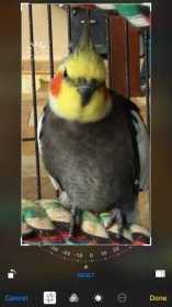 Lost Cockatiel