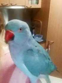 Lost Indian Ringneck Parakeet