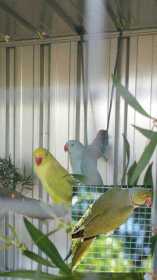 Lost Indian Ringneck Parakeet