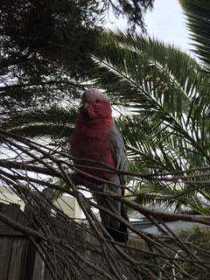 Lost Galah Cockatoo