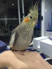 Lost Cockatiel