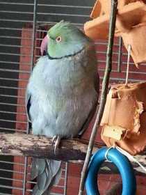 Lost Indian Ringneck Parakeet