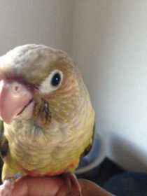 Lost Conure