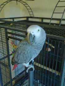 Lost African Grey