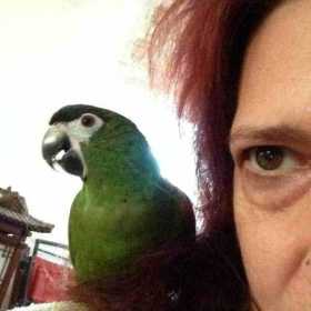 Lost Macaw