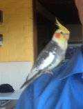 Lost Cockatiel