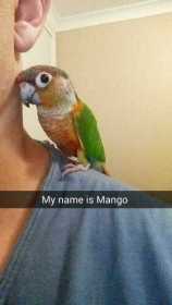 Lost Conure