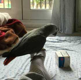 Lost African Grey