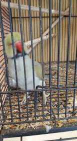 Lost Indian Ringneck Parakeet