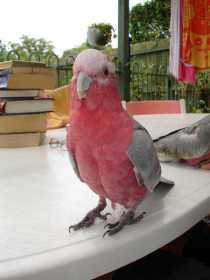 Lost Galah Cockatoo