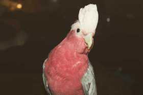 Lost Galah Cockatoo