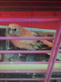 Lost Bourke's Parakeet