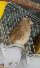 Lost Canary