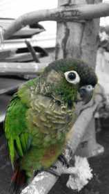 Lost Conure