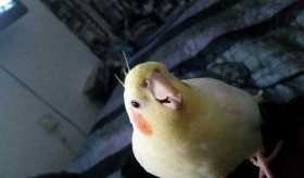 Lost Cockatiel