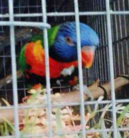 Lost Lory / Lorikeet