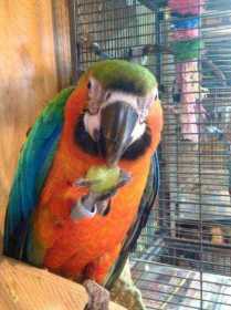 Lost Macaw