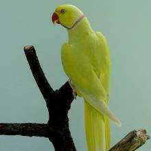 Lost Indian Ringneck Parakeet