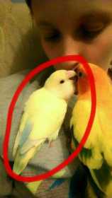 Lost Lovebird