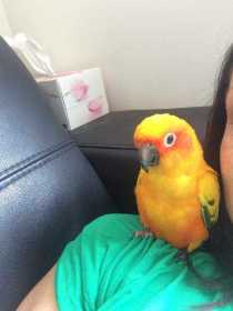 Lost Conure