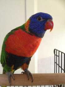 Lost Lory / Lorikeet