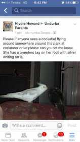 Lost Cockatiel