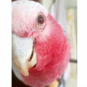 Lost Galah Cockatoo