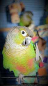 Lost Conure