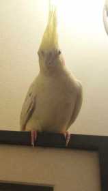 Lost Cockatiel