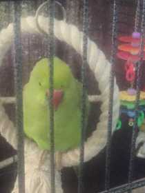 Lost Indian Ringneck Parakeet