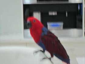 Lost Eclectus