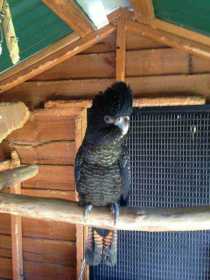 Lost Black Cockatoo