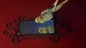 Lost Cockatiel