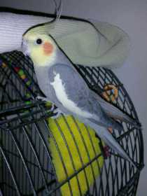 Lost Cockatiel