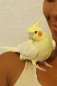 Lost Cockatiel