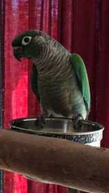 Lost Conure