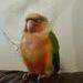 Lost Conure