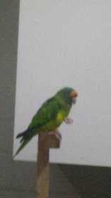 Lost Conure