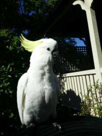 Lost Cockatoo