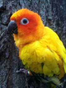 Lost Conure