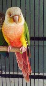 Lost Conure