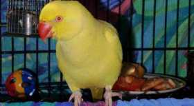 Lost Indian Ringneck Parakeet